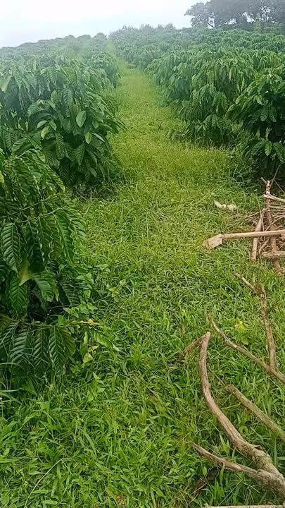 Đất nền xã Krông Nô 13.000m² - Sổ đỏ chính chủ, giá thỏa thuận!