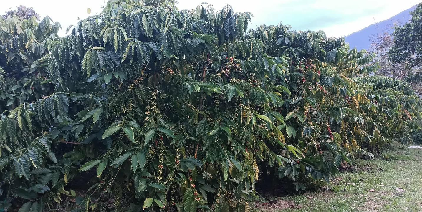 Farm 2.1ha Đạ Rsal 3.5 tỷ - Cơ hội đầu tư sinh lời ngay!