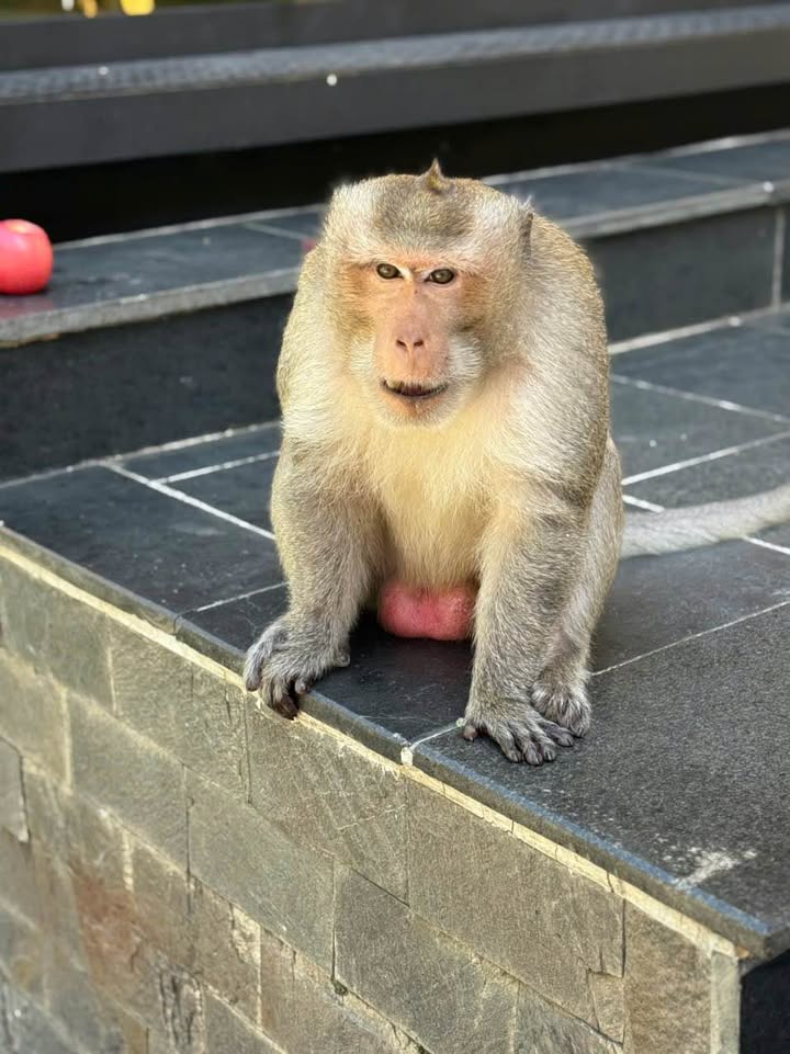 Đất mặt đường nhựa 66,72m² Đồng Hoà, Kiến An - Kinh doanh lý tưởng giá 3,5 tỷ!