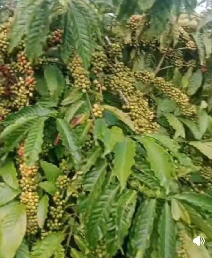 Đất nông nghiệp Ea Ral, Ea H'leo 2ha giá 3.7 tỷ - Cơ hội đầu tư không thể bỏ lỡ!