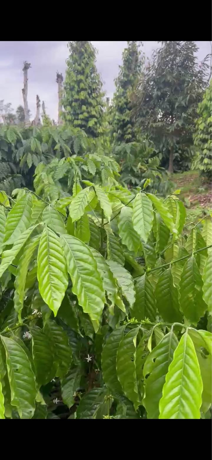 Đất nền Đắk Mil 560m² giá thỏa thuận - Đất đỏ tươi xốp, sẵn sàng xây dựng!