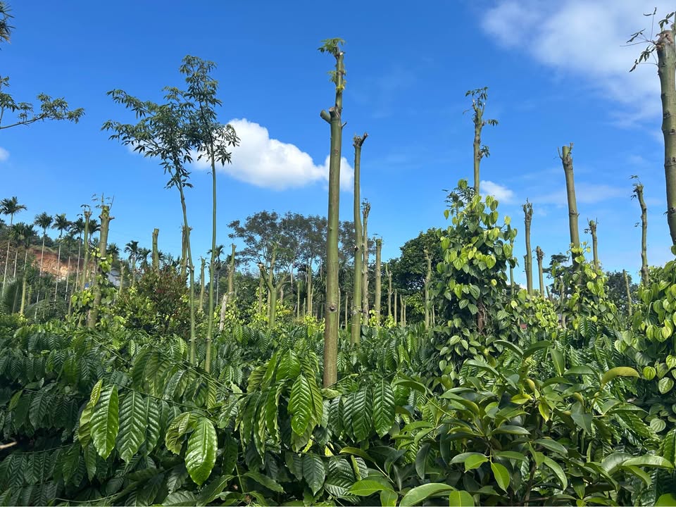 Đất nền thôn Xuân Hòa, xã Đức Minh, Đắk Mil 2000m² - Đất thổ cư, giá cả hợp lý!