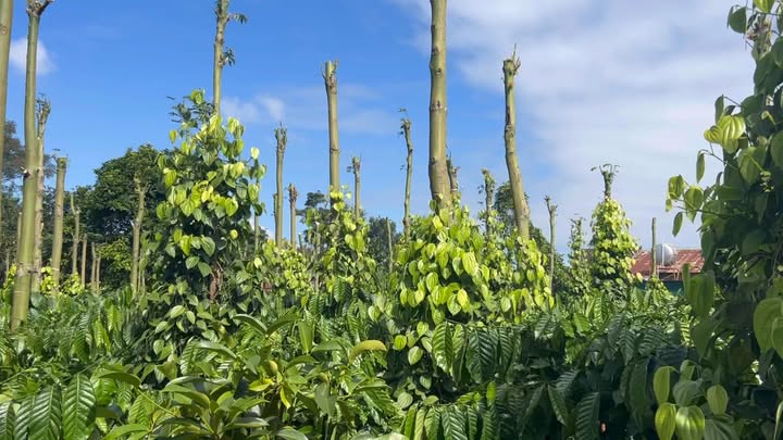 Đất thổ cư Xuân Hòa, Đắk Mil 1900m² giá 3.15 tỷ - Đầu tư sinh lời tuyệt vời!