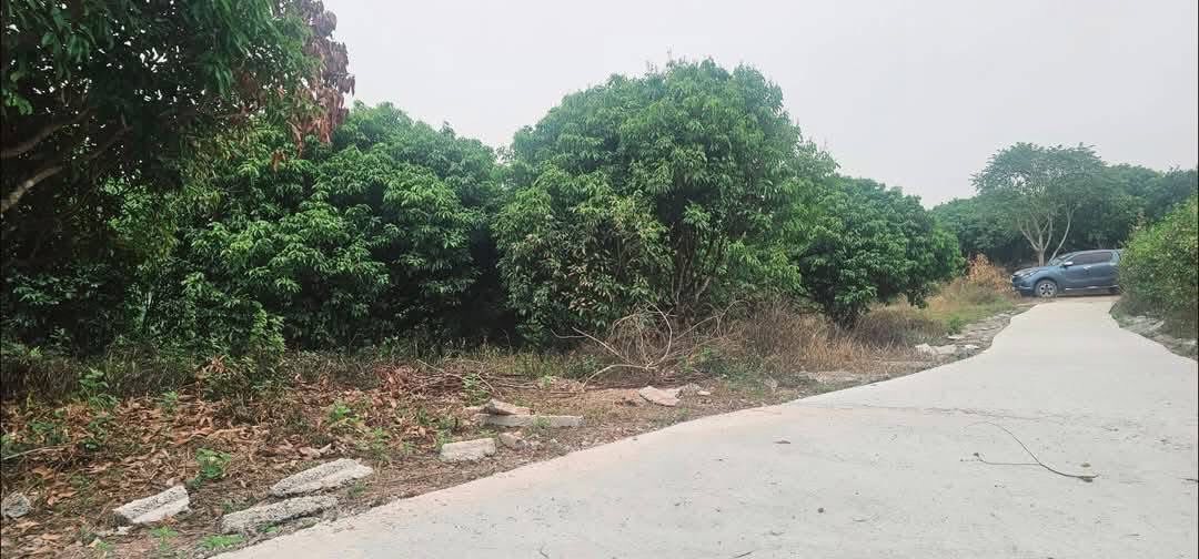 Mảnh vườn thổ cư 260m² tại Hồng Kỳ - Giá chỉ 1.6 tỷ - Cơ hội đầu tư tuyệt vời!