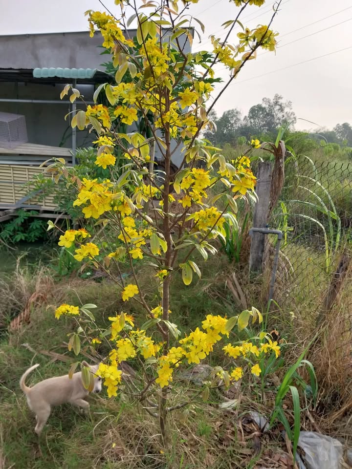 Đất thổ cư mặt tiền đường Long Hòa Phước Vân 203m² giá 2.3 tỷ - Cơ hội đầu tư sinh lời!