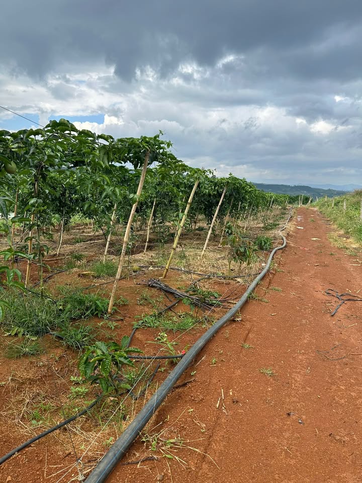 Đất nền Đan Phượng Lâm Hà 10800m² giá 800 triệu - Cơ hội đầu tư hấp dẫn!