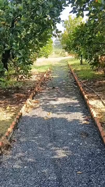 Nhà vườn cho thuê tại Củ Chi 550m² giá 3 triệu - Không gian lý tưởng cho nghỉ dưỡng!