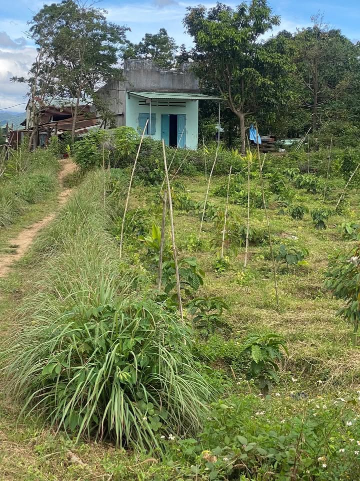 Đất Farm 1,2ha tại Đăk Tơ Lung, Kon Tum - Giá 900 triệu, Sổ đỏ chính chủ!