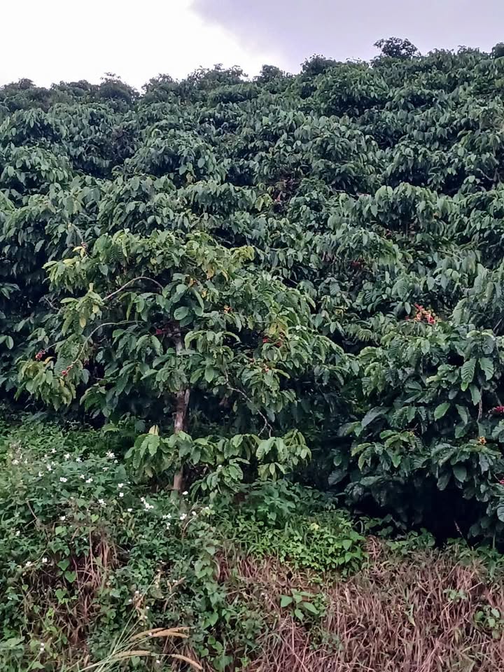 Đất nền Hòa Bắc 4000m² giá 2.2 tỷ - Mặt tiền đường nhựa thuận lợi!