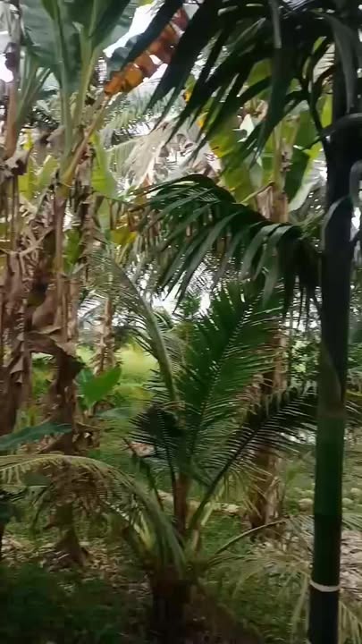 Bán Đất Vườn Dừa 23 công tại Châu Điền, Cầu Kè - Giá chỉ 5.75 tỷ!