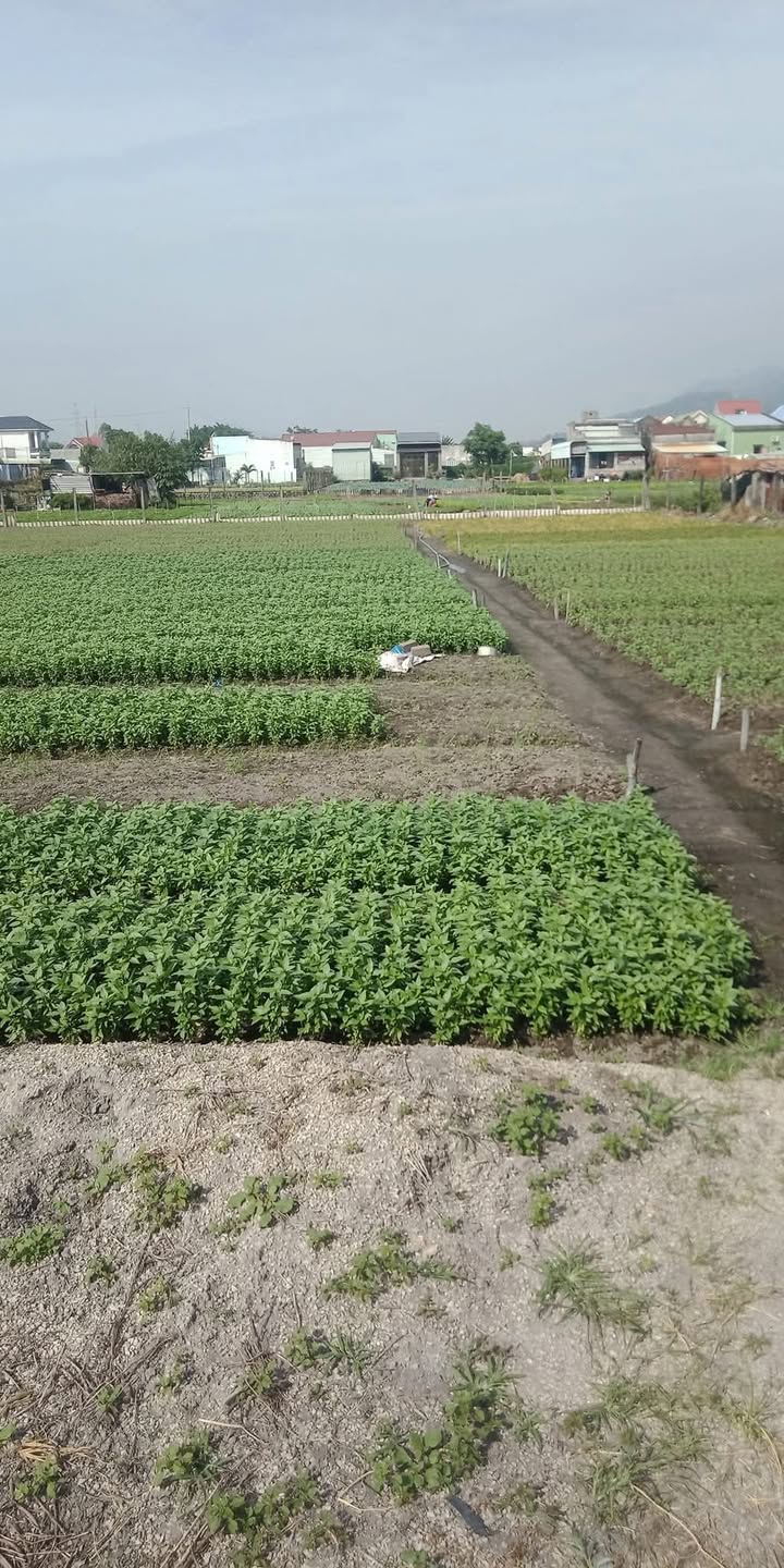 Đất nền Tân Hải, Phú Mỹ 123.95m² giá 1.4 tỷ - Đầu tư sinh lời ngay!