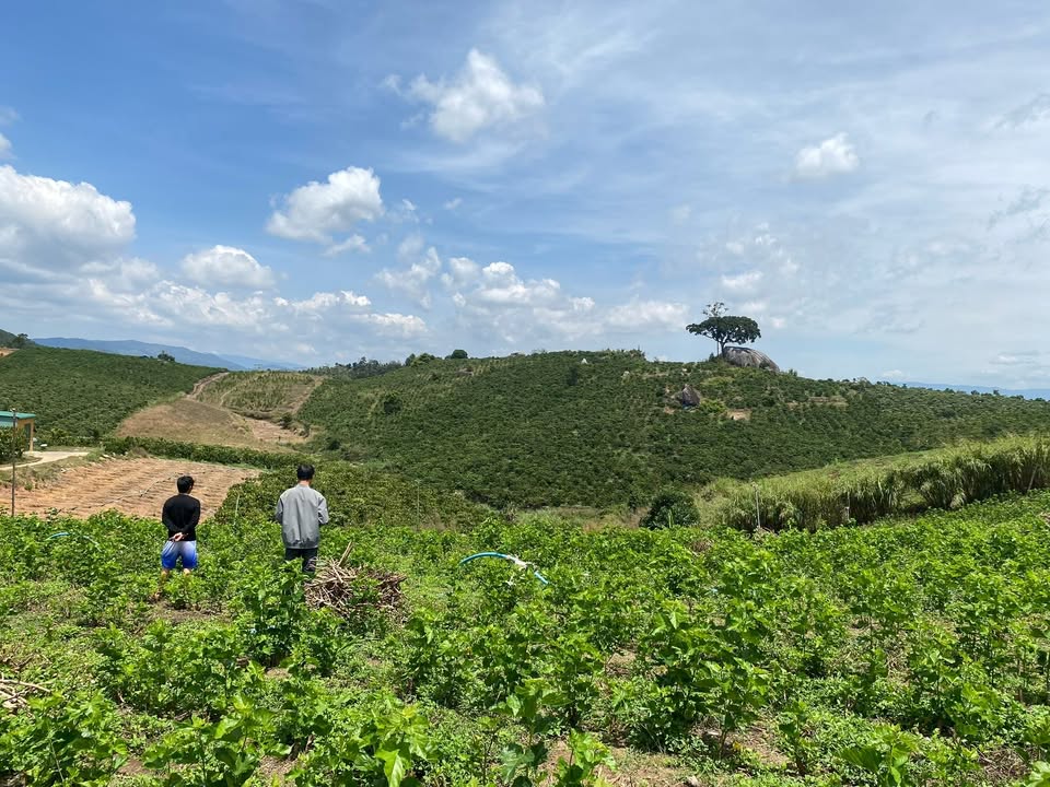 Lô đất trồng dâu Phúc Thọ 3 mặt đường 3600m² giá 1.44 tỷ - Đầu tư sinh lời ngay!