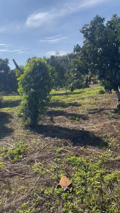 Đất nền Nâm N'Jang Đắk Song 360m² giá 1.4 tỷ - Sổ hồng chính chủ, mặt tiền đường lớn!