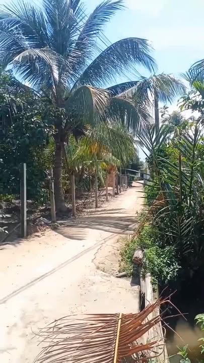 Bán Farm Bưởi Hồng Da Xanh Vĩnh Long 11950m² - Đang cho thuê 400 triệu/năm!