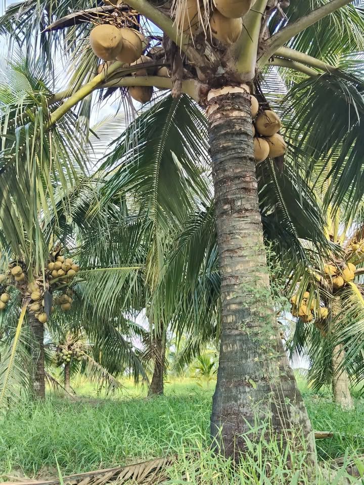 Đất vườn dừa xã Mỹ Thạnh, Bến Tre 2800m² giá 290 triệu - Cơ hội đầu tư tuyệt vời!