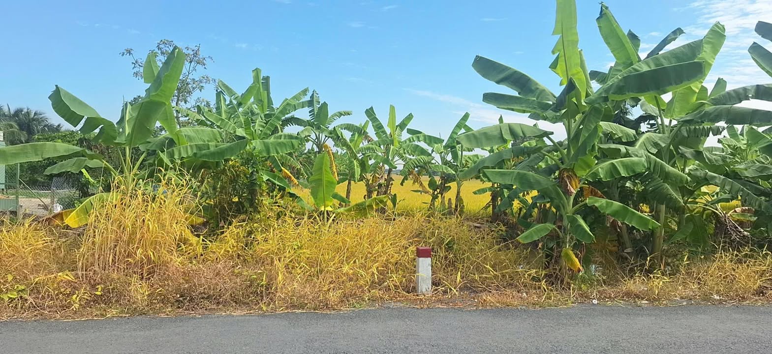 Đất CLN 1000m² đường tỉnh 873, xã Bình Xuân - Giá thỏa thuận hấp dẫn!