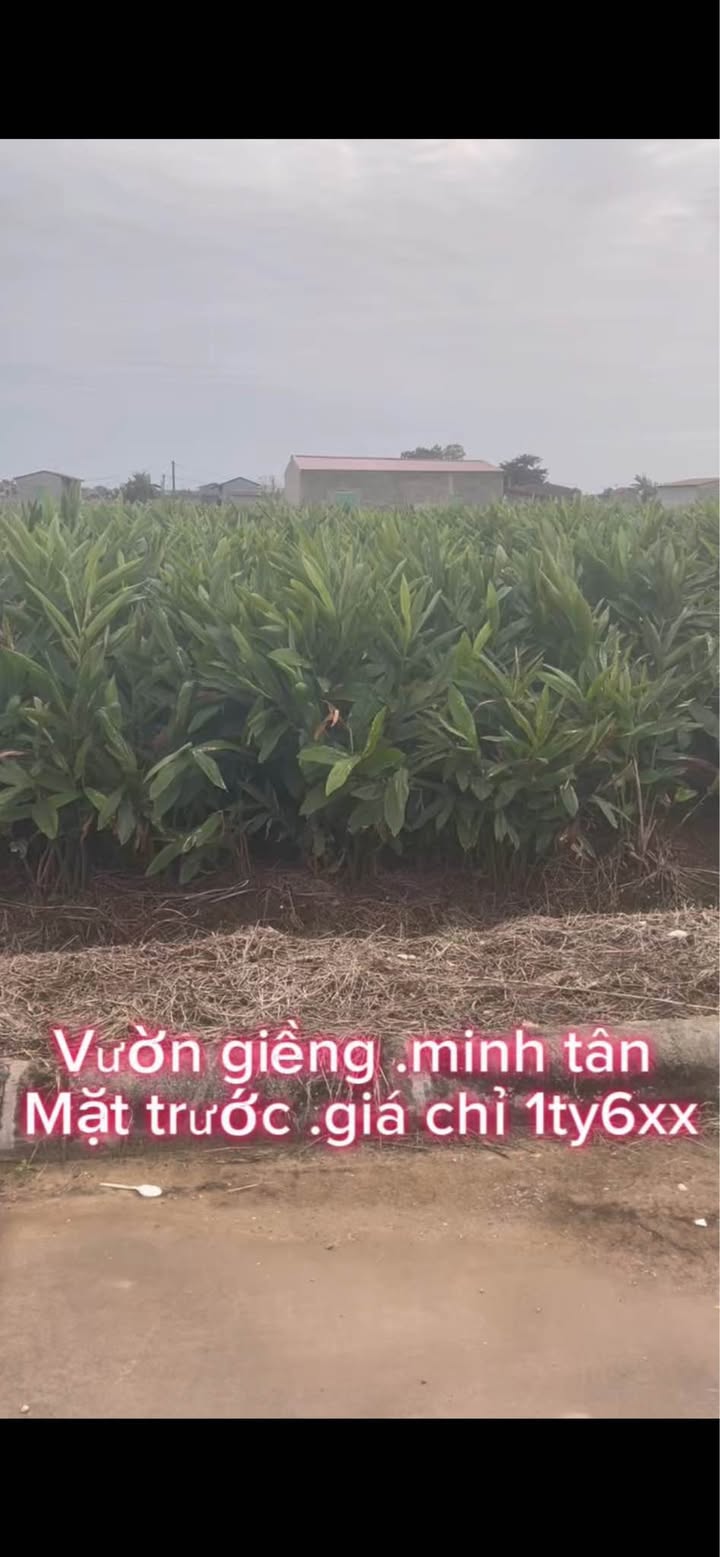 Đất nền Lương Tài Bắc Ninh 96m² giá 1.6 tỷ - Cơ hội đầu tư sinh lời!