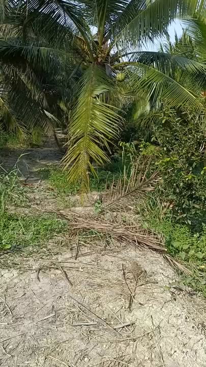 Đất nền 2000m² tại xã Mỹ Hòa, Ba Tri - Giá chỉ 200 triệu, sổ đỏ chính chủ!