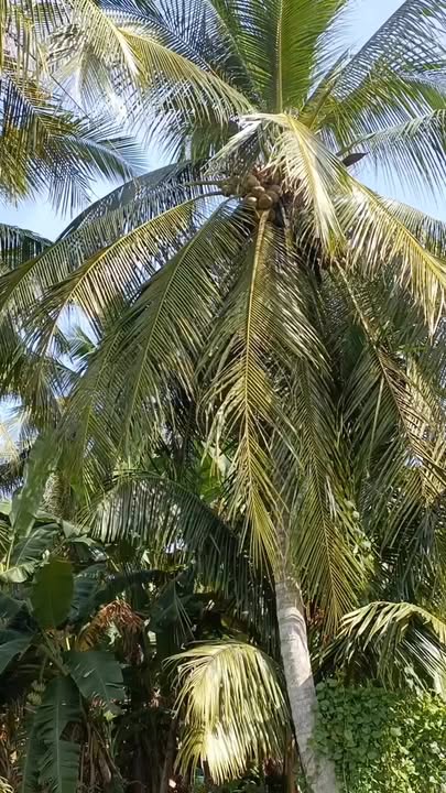 Đất thổ cư xã Mỹ Hòa, huyện Ba Tri, Bến Tre 7200m² - Đầu tư sinh lời ngay!