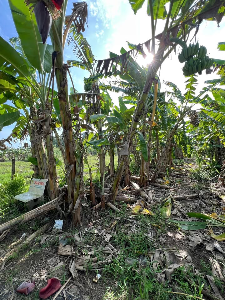 Đất nền An Thới Đông, Cần Thơ 155m² chỉ 590 triệu - Bán gấp!