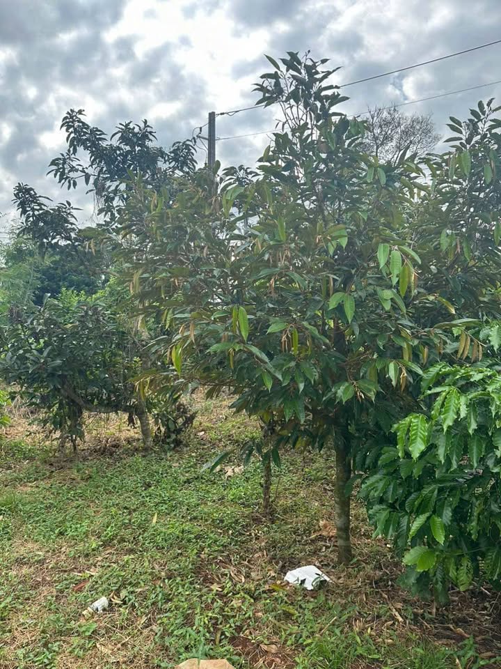 Đất Láng Lớn, Châu Đức 4400m² giá 31.68 tỷ - Cơ hội đầu tư lý tưởng!