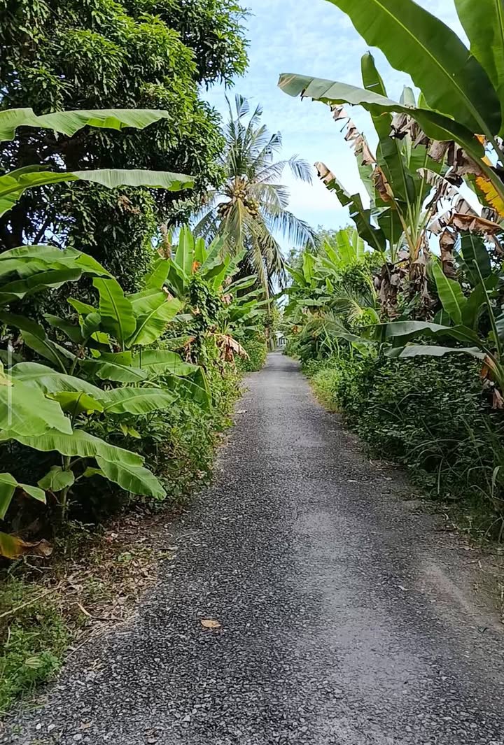 Nhà mặt tiền nhựa 3m Ấp Mỹ Luận, 360m² giá 1.2 tỷ - Cơ hội đầu tư hấp dẫn!