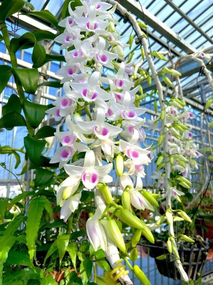 Villa du lịch Cẩm Châu Hội An 1558m² - Doanh thu 270 triệu/tháng!