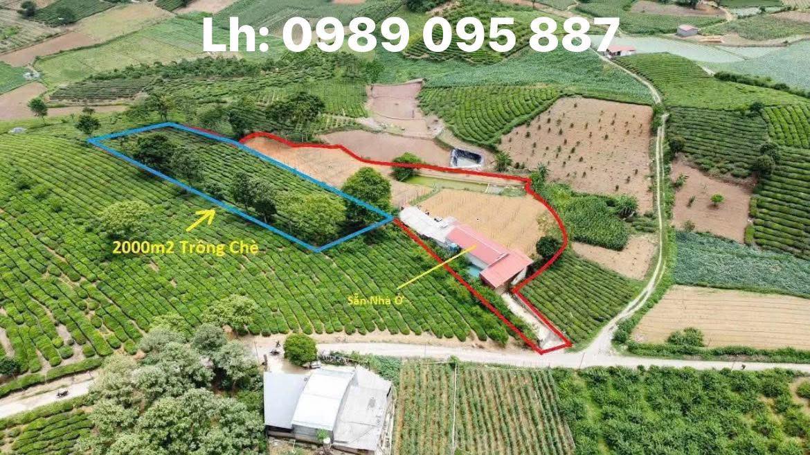 Đất Farm Mộc Châu 5000m² giá thỏa thuận - View đồi chè tuyệt đẹp!