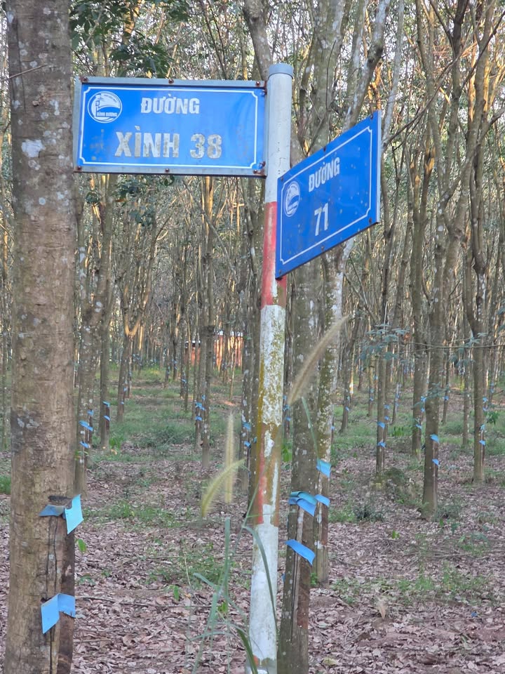 Đất nền An Bình, Phú Giáo, Bình Dương 2481.94m² giá 1 tỷ - Hướng Nam, tiềm năng sinh lời!