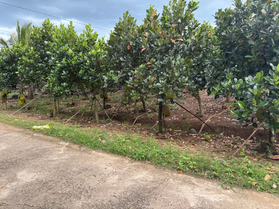 Đất vườn nghỉ dưỡng Nam Cát Tiên 2.280m² giá 900 triệu - Cơ hội đầu tư tuyệt vời!