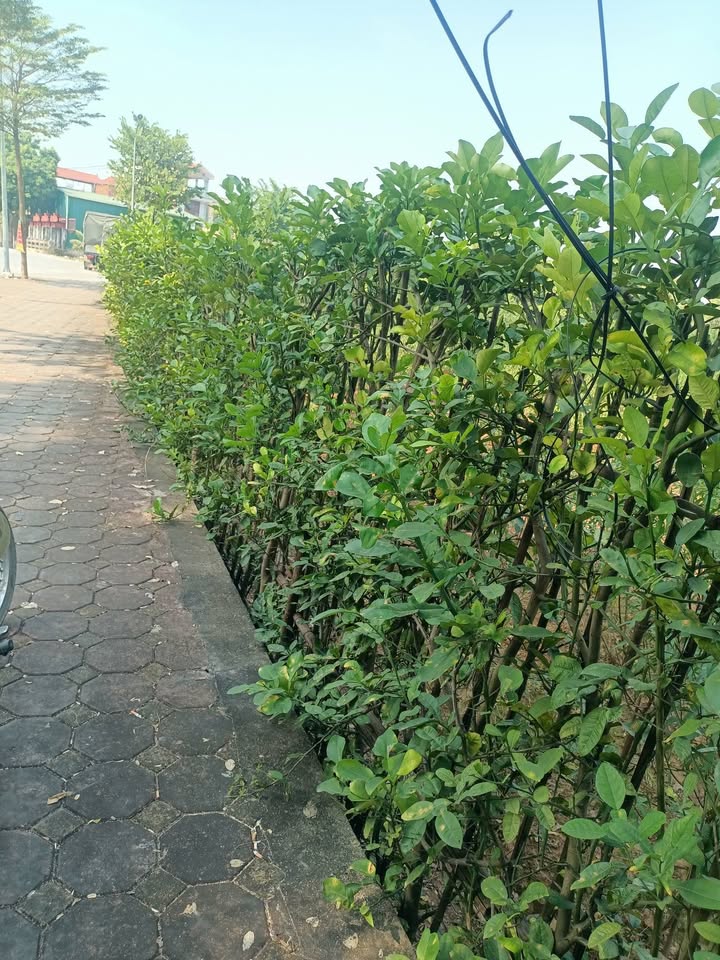 Nhà 2 tầng Vĩnh Quỳnh, 36m² giá 1.6 tỷ - Pháp lý đầy đủ, chính chủ!