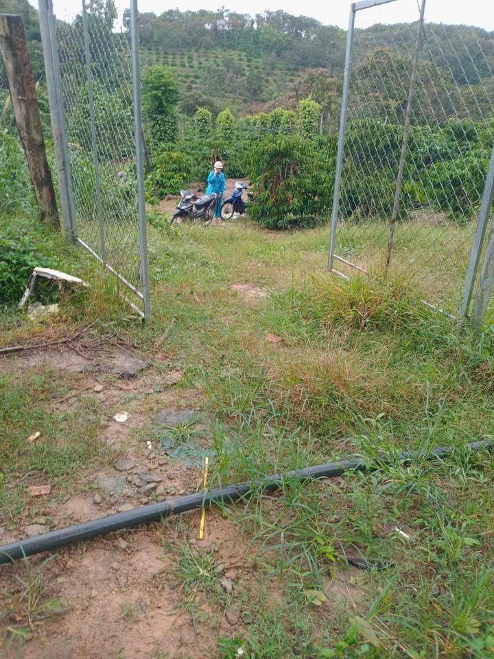 Đất Farm 12.600m² tại Đắk Nông - Giá chỉ 520 triệu, cơ hội đầu tư tuyệt vời!