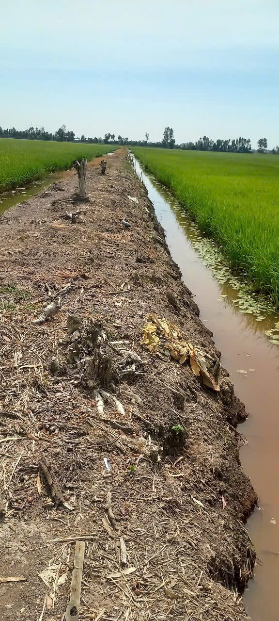 Đất lúa 3 vụ 10.000m² tại Thủy Tây, Thạnh Hóa - Giá chỉ 105 triệu, thương lượng chính chủ!