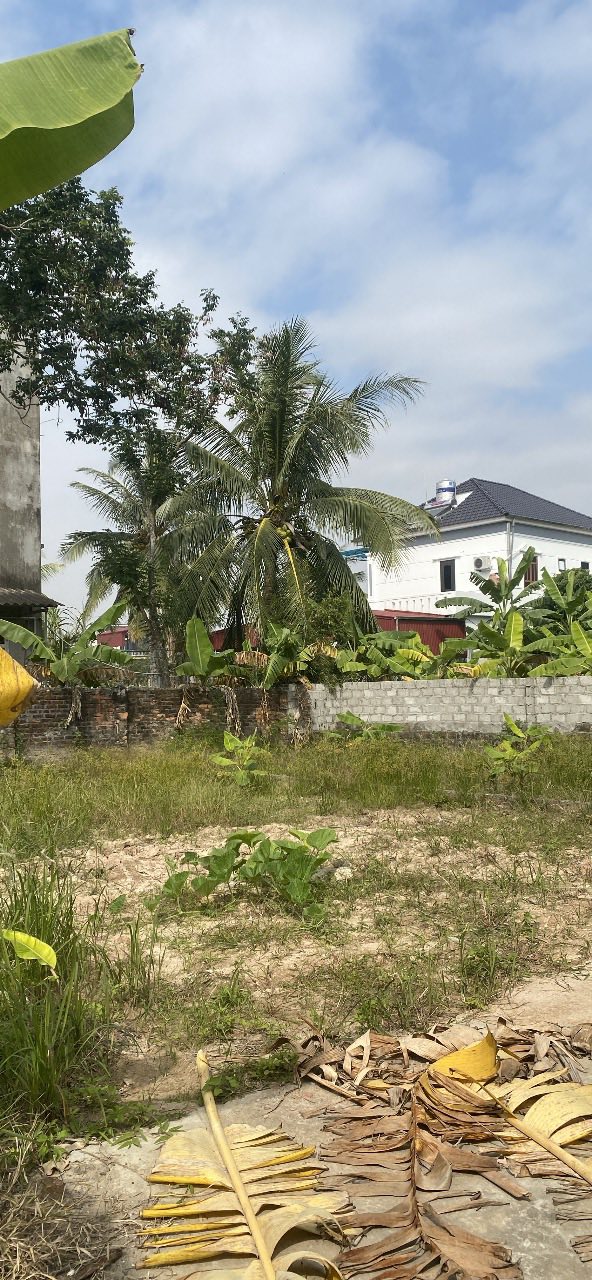 Đất thổ cư Tứ Kỳ 84m² giá thỏa thuận - Sổ đỏ chính chủ, ô tô vào tận nơi!