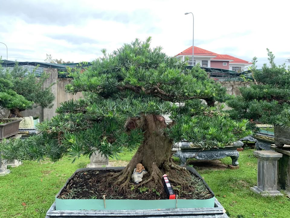 Đất nền Sư Đoàn 3 Sao Vàng, Quy Nhơn 125m² giá 5 tỷ - Cơ hội đầu tư hiếm có!