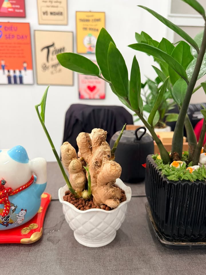 Căn hộ Studio Origami Thủ Đức 39m² giá 2.22 tỷ - Full nội thất cao cấp sẵn sàng vào ở!