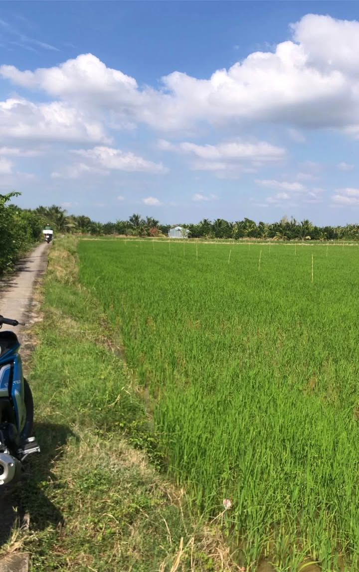 Đất mặt tiền lộ 1m² Phường Tân Thành Cà Mau - Giá 550 triệu, đầu tư sinh lời!