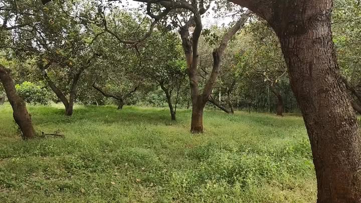 Đất rẫy điều 30.000m² tại Phước Tân, Phú Riềng - Giá chỉ 6 tỷ, đầu tư sinh lời!