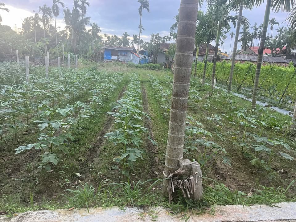 Đất nền Nghĩa Thương, Tư Nghĩa 110m² giá 3 tỷ - Cơ hội đầu tư hiếm có!