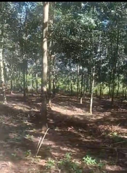 Đất nông nghiệp An Phú Hớn Quản 20.000m² giá chỉ 3 tỷ - Mặt tiền đường nhựa chính!