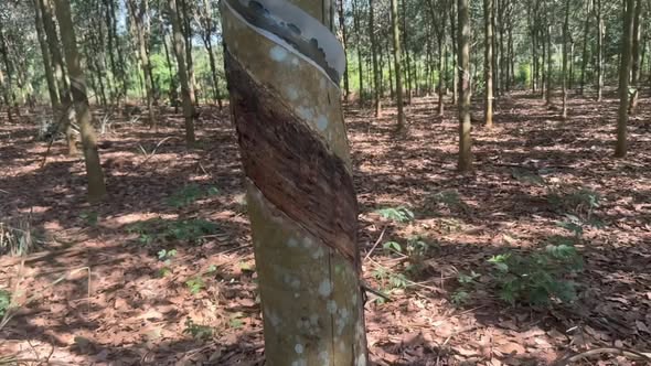 Đất nông nghiệp Hớn Quản 2ha giá 3 tỷ - Mặt tiền đường nhựa chính