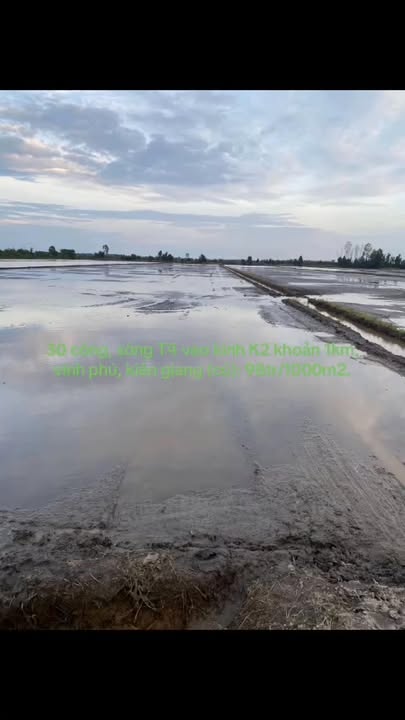 Đất ruộng 30.000m² tại xã Vĩnh Phú, Kiên Giang - Giá chỉ 3 tỷ VND!