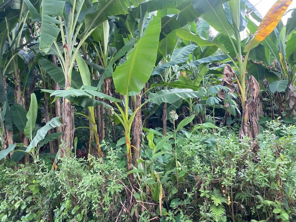 Đất thổ cư 200m² tại xã Phong Phú, Tân Lạc, Hòa Bình giá chỉ 350 triệu - Cơ hội đầu tư tốt!