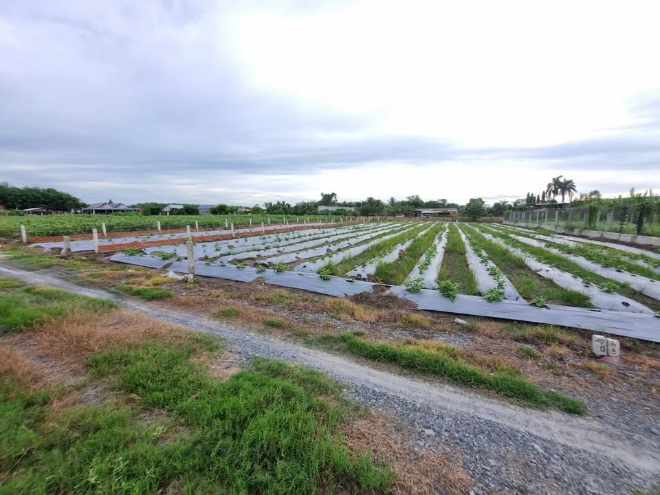 Đất CLN 310m² Trảng Bàng giá 600 triệu - Pháp lý rõ ràng, vị trí thuận lợi!