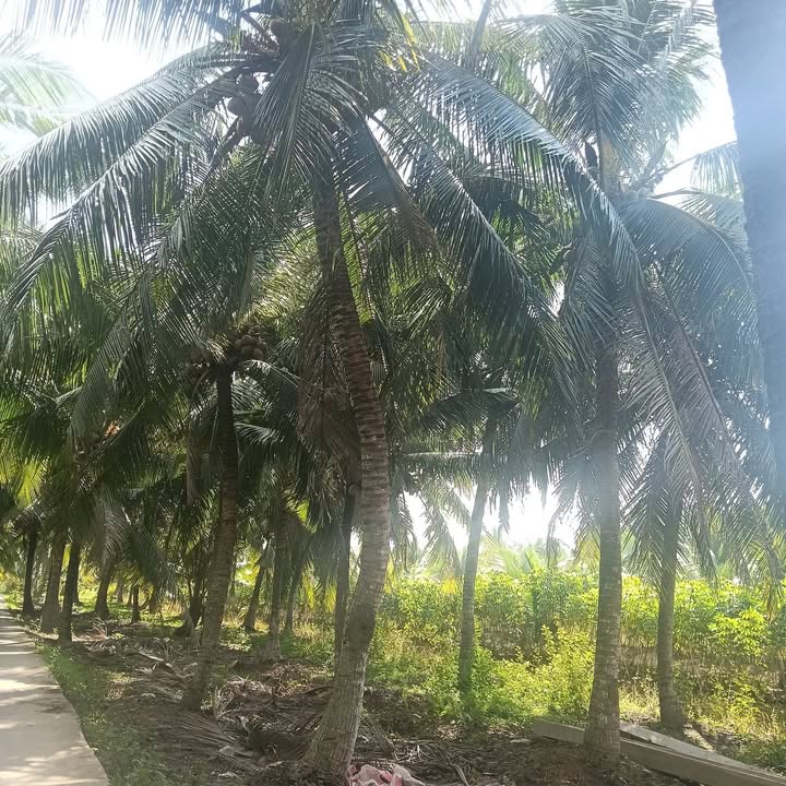 Đất vườn dừa Hưng Nhượng 515m² giá chỉ 350 triệu - Cơ hội đầu tư tuyệt vời!