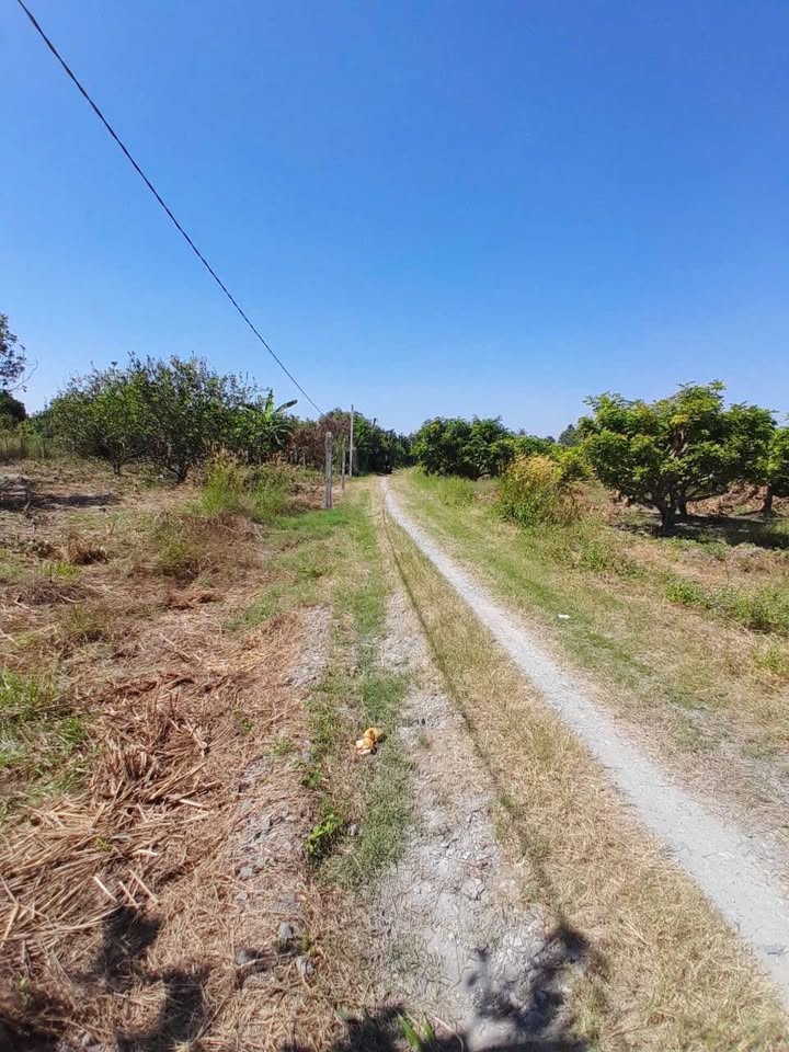 Bán đất Long Hoa Tây Ninh 240m² giá chỉ 260 triệu - Vị trí thuận lợi cho đầu tư!