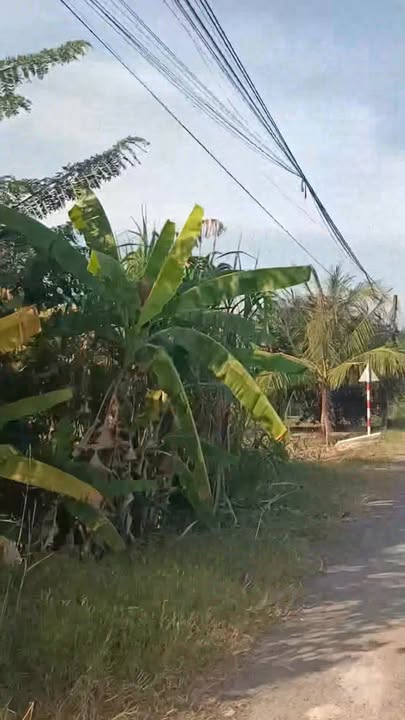 Đất mặt tiền đường nhựa xã Long Chữ 175m² giá chỉ 350 triệu - Cơ hội đầu tư tuyệt vời!