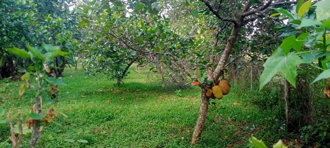 Đất thổ cư 5014m² tại Cổ Đông, Sơn Tây - Giá chỉ 10 triệu/m², đầu tư sinh lời!