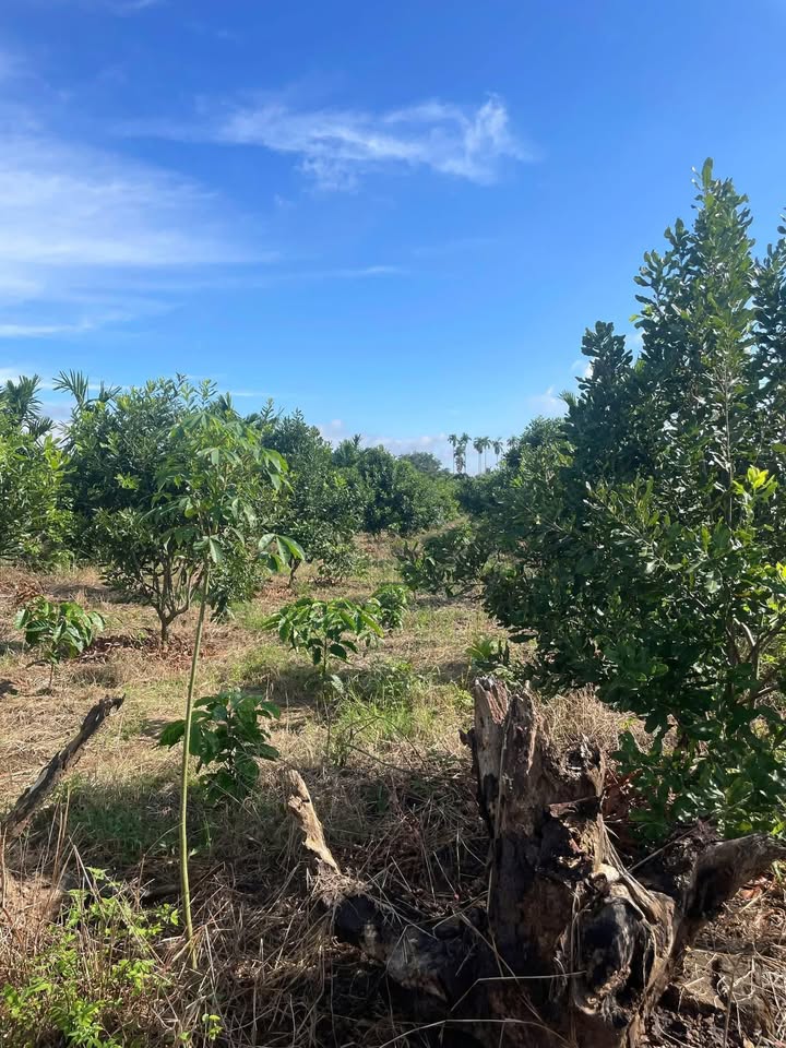 Đất nền đẹp 720m² tại Ea Kuăng, Krông Pắc - Giá 1.2 tỷ, cơ hội đầu tư tuyệt vời!