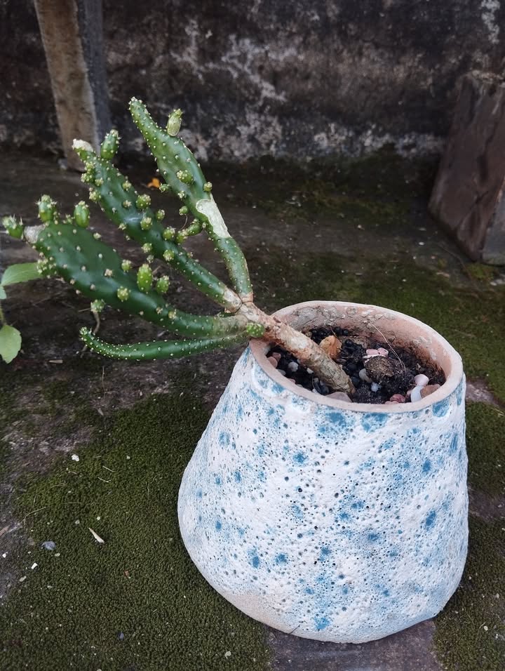 Đất nền Trảng Bom 105m² giá 1 tỷ - Sổ hồng chính chủ, xây ở ngay!